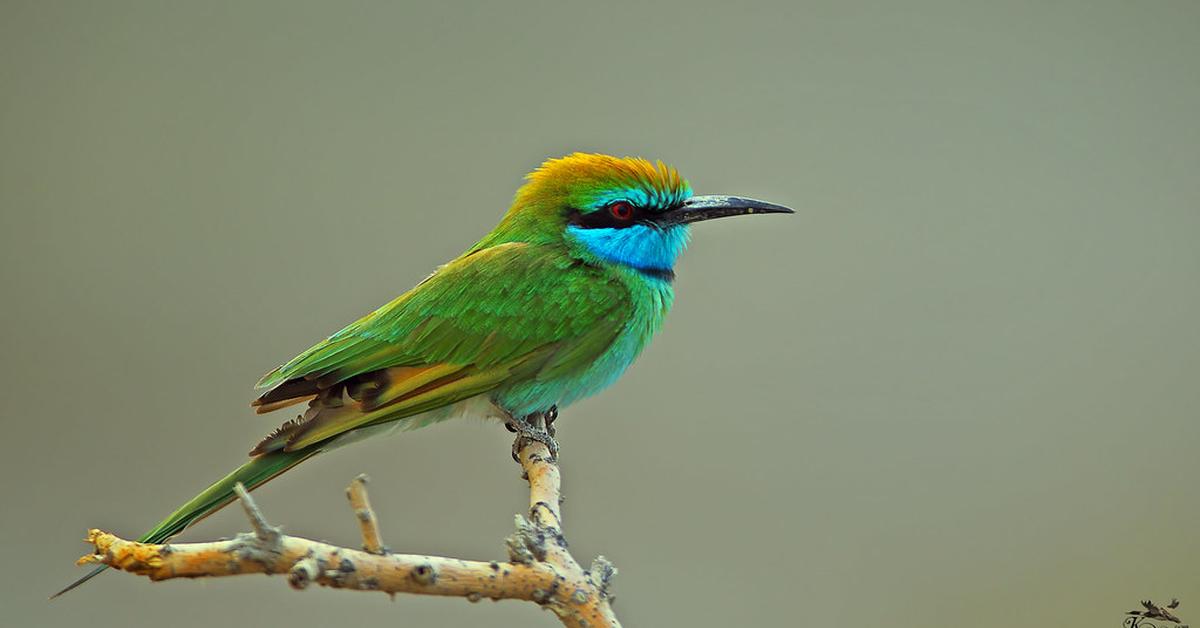 Captured beauty of the Green Bee-Eater, or Merops orientalis in the scientific world.