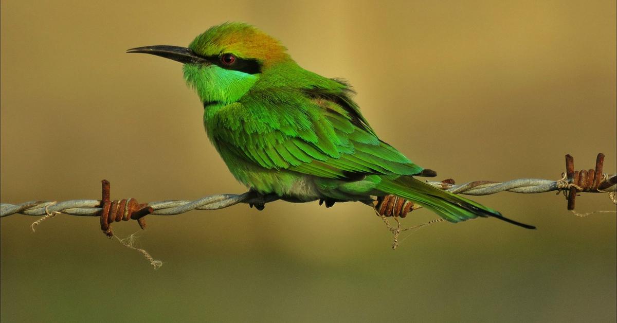 Graceful Green Bee-Eater, a creature with the scientific name Merops orientalis.