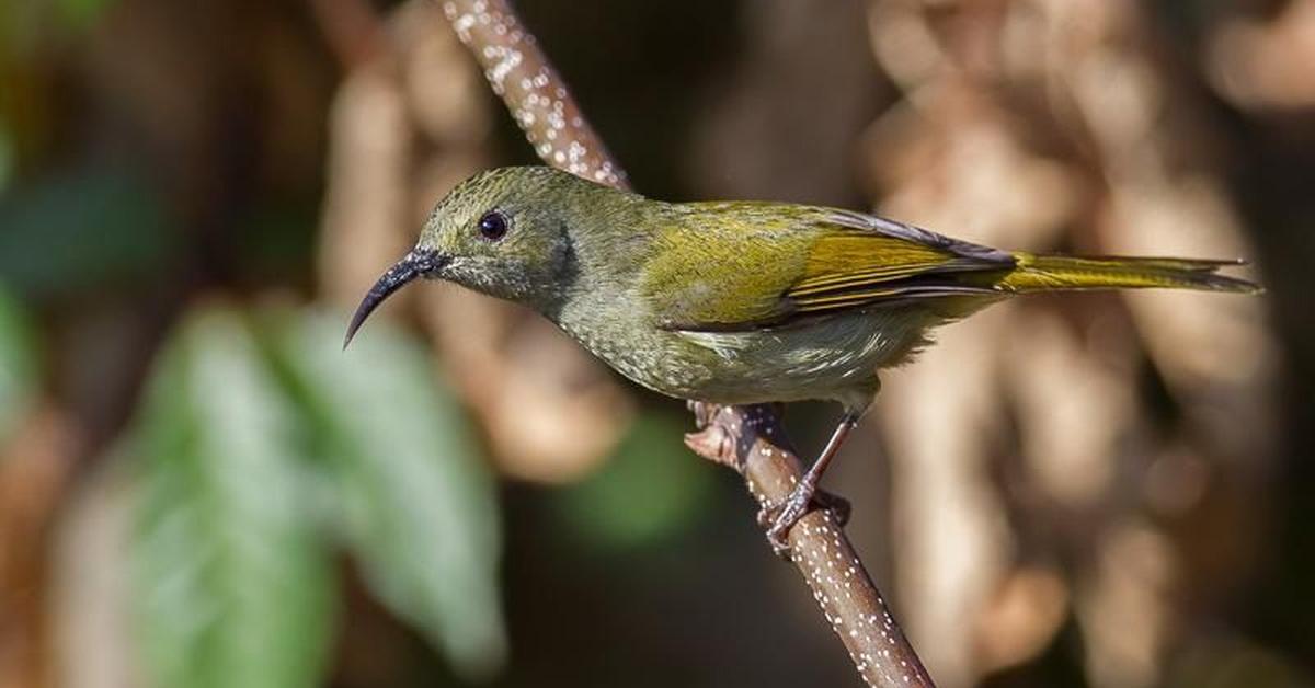 Iconic view of the Green Bee-Eater, or Merops orientalis, in its habitat.