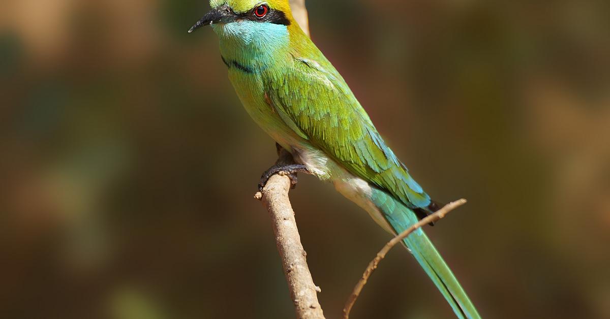 Engaging shot of the Green Bee-Eater, recognized in Indonesia as Burung Madu Hijau.