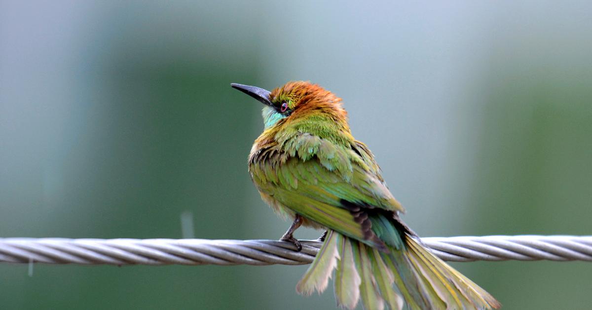 Stunning depiction of Green Bee-Eater, also referred to as Merops orientalis.