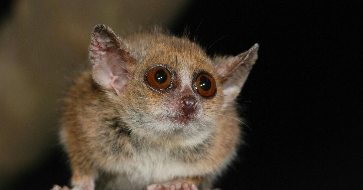 Image of the Grey Mouse Lemur (Microcebus murinus), popular in Indonesia as Lemur Tikus Abu-abu.