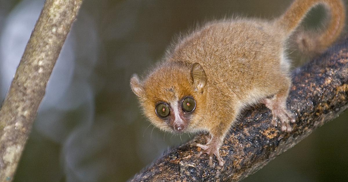 Exquisite image of Grey Mouse Lemur, in Indonesia known as Lemur Tikus Abu-abu.