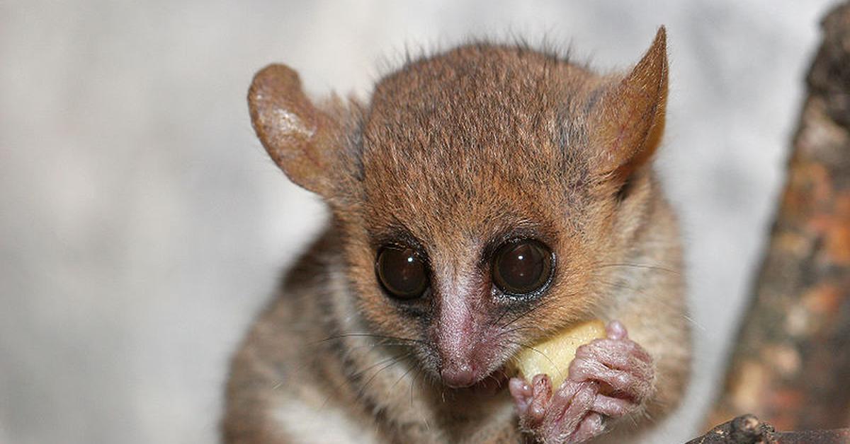 Close-up view of the Grey Mouse Lemur, known as Lemur Tikus Abu-abu in Indonesian.