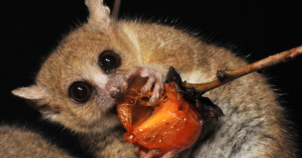 Insightful look at the Grey Mouse Lemur, known to Indonesians as Lemur Tikus Abu-abu.