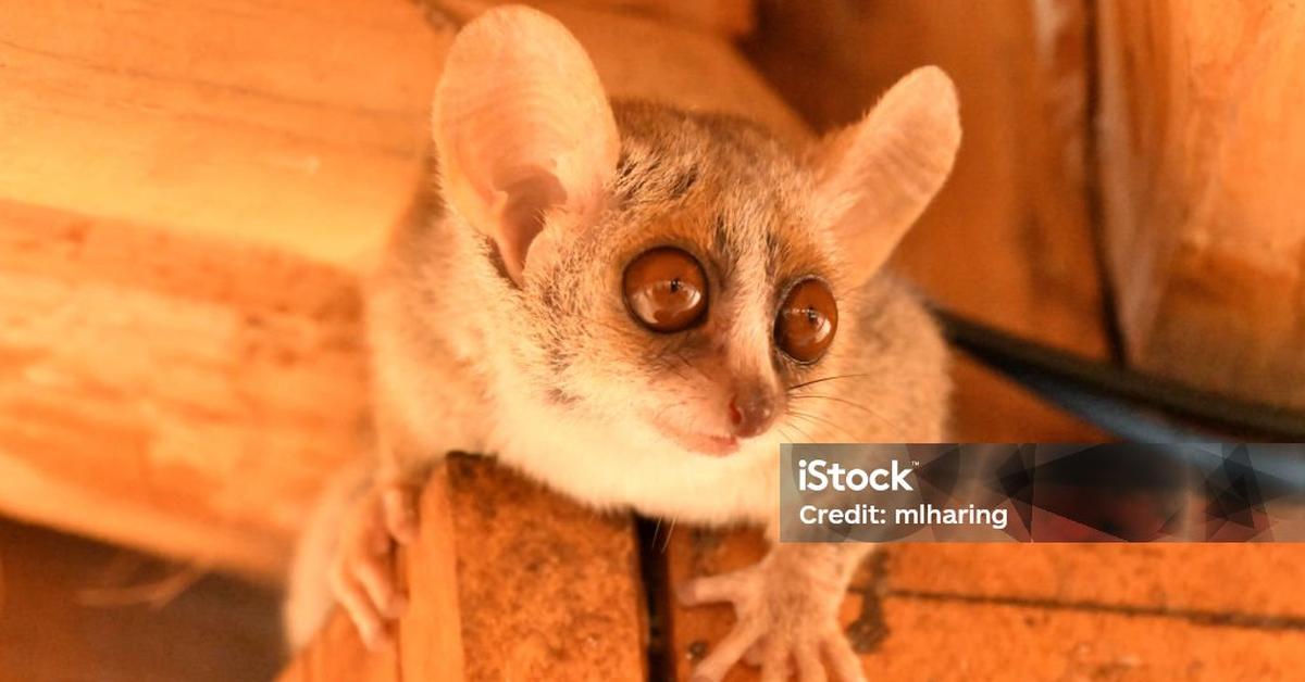 Engaging shot of the Grey Mouse Lemur, recognized in Indonesia as Lemur Tikus Abu-abu.