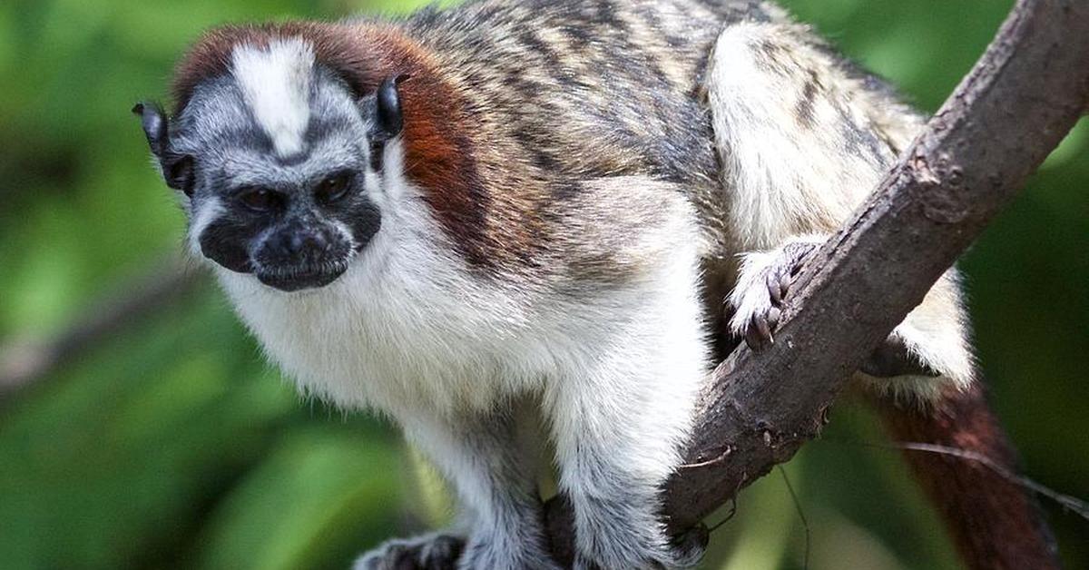 Distinctive Geoffroys Tamarin, in Indonesia known as Tamarin Geoffroys, captured in this image.