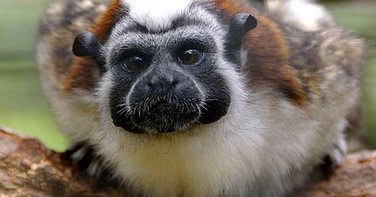 Captured elegance of the Geoffroys Tamarin, known in Indonesia as Tamarin Geoffroys.