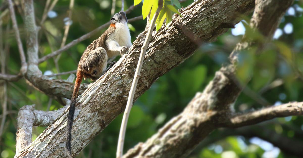 The remarkable Geoffroys Tamarin (Saguinus Geoffroyi), a sight to behold.