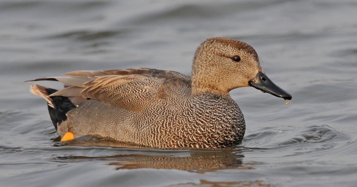 The alluring Gadwall, commonly referred to as Bebek Gadwall in Bahasa Indonesia.