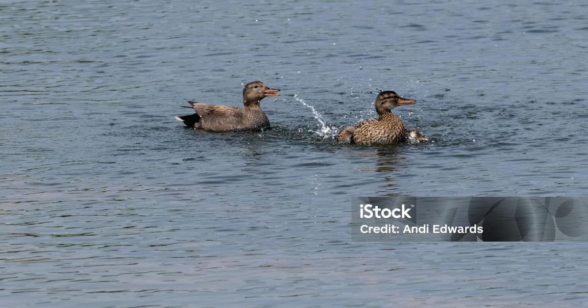 Insightful look at the Gadwall, known to Indonesians as Bebek Gadwall.