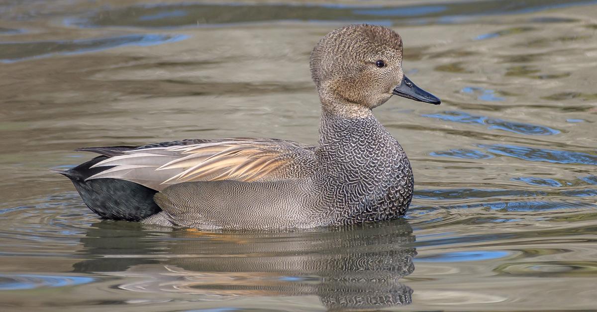 The Gadwall in its natural beauty, locally called Bebek Gadwall.