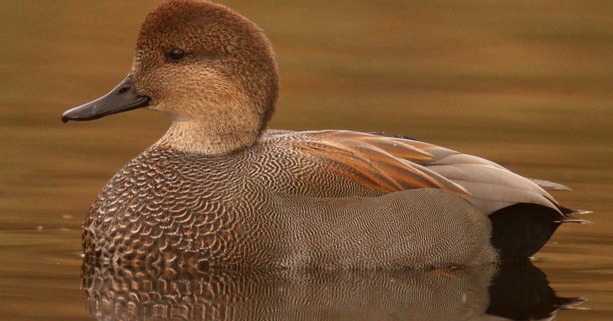 Vivid image of the Gadwall, or Bebek Gadwall in Indonesian context.