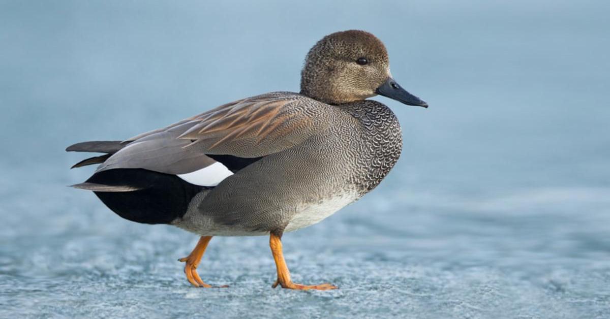 Captivating presence of the Gadwall, a species called Mareca strepera.