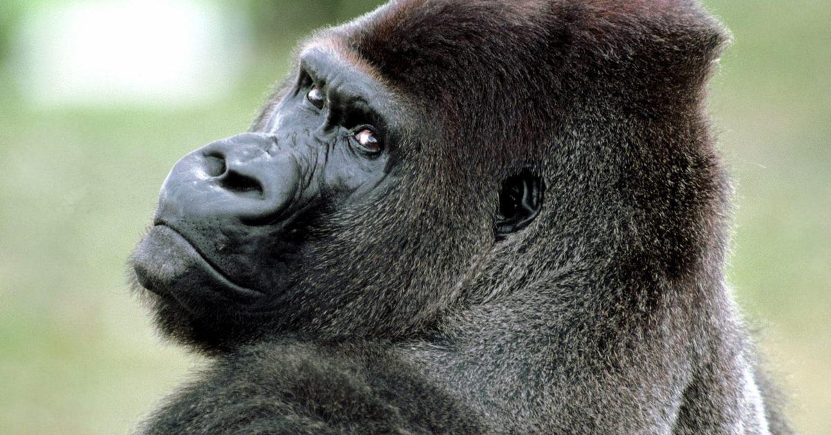 Vibrant snapshot of the Gorilla, commonly referred to as Gorila in Indonesia.