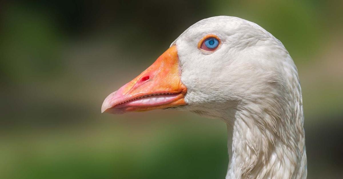 Exquisite image of Goose, in Indonesia known as Angsa.