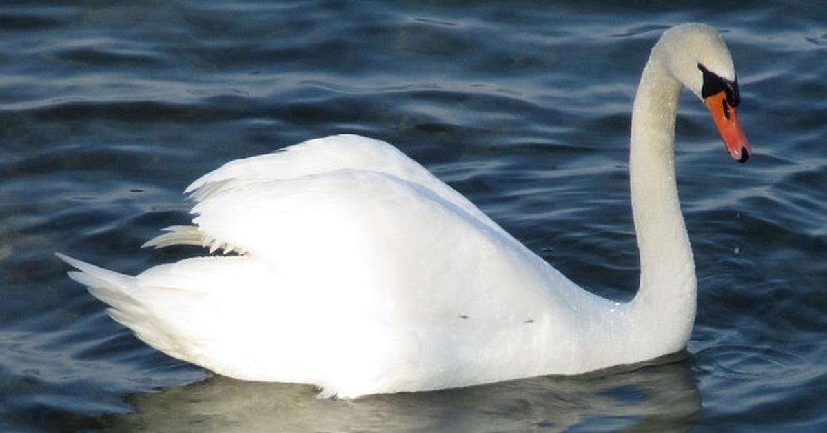 Picture of Goose, known in Indonesia as Angsa.