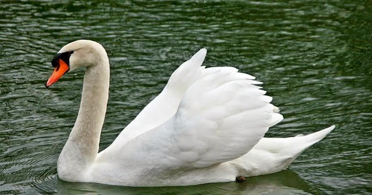 Captivating shot of the Goose, or Angsa in Bahasa Indonesia.