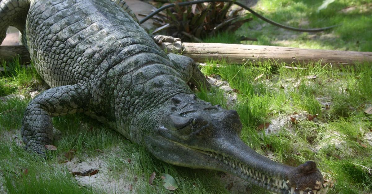 Graceful Gharial, a creature with the scientific name Gavialis gangeticus.