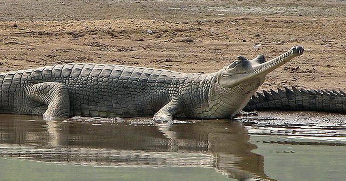 The elegant Gharial (Gavialis gangeticus), a marvel of nature.