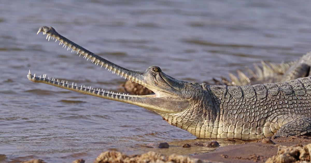 Stunning image of the Gharial (Gavialis gangeticus), a wonder in the animal kingdom.