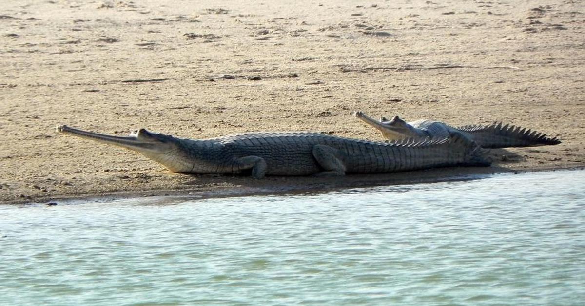 Dynamic image of the Gharial, popularly known in Indonesia as Buaya Gharial.