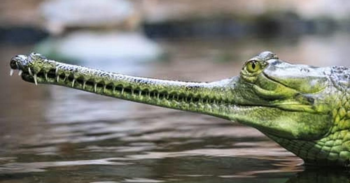 Engaging shot of the Gharial, recognized in Indonesia as Buaya Gharial.