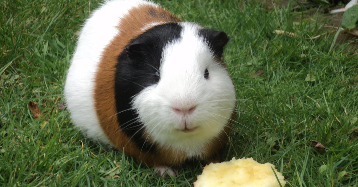 Captivating view of the Guinea Pig, known in Bahasa Indonesia as Babi Cavia.