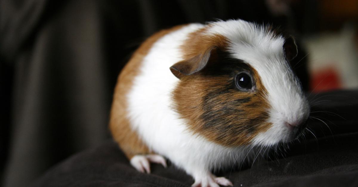 Close encounter with the Guinea Pig, scientifically called Cavia porcellus.