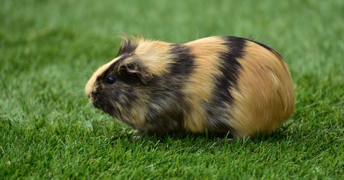 Elegant Guinea Pig in its natural habitat, called Babi Cavia in Indonesia.