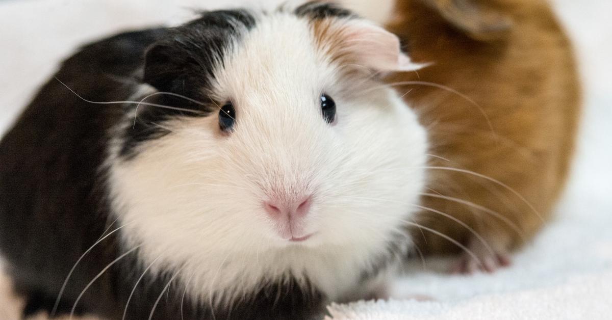 Visual of Guinea Pig, or Babi Cavia in Indonesian, showcasing its beauty.