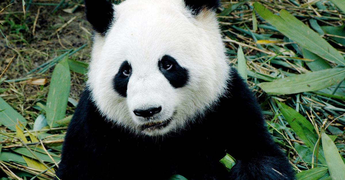 Captured elegance of the Giant Panda Bear, known in Indonesia as Beruang Panda Raksasa.