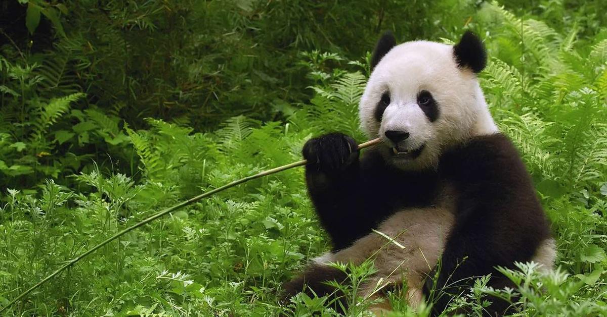 Natural elegance of the Giant Panda Bear, scientifically termed Ailuropoda melanoleuca.