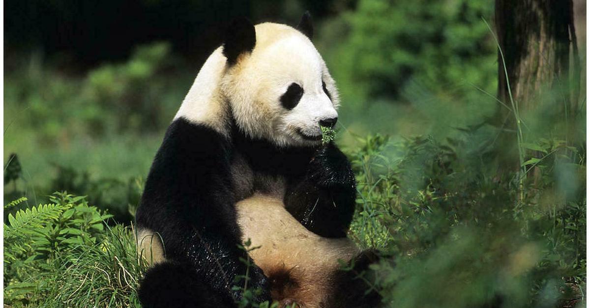 Enchanting Giant Panda Bear, a species scientifically known as Ailuropoda melanoleuca.