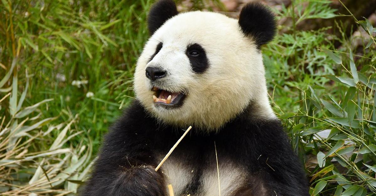 A look at the Giant Panda Bear, also recognized as Beruang Panda Raksasa in Indonesian culture.