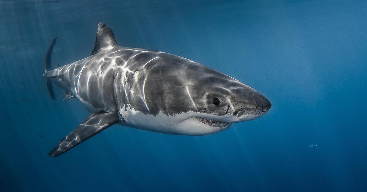 The remarkable Great White Shark (Carcharodon carcharias), a sight to behold.