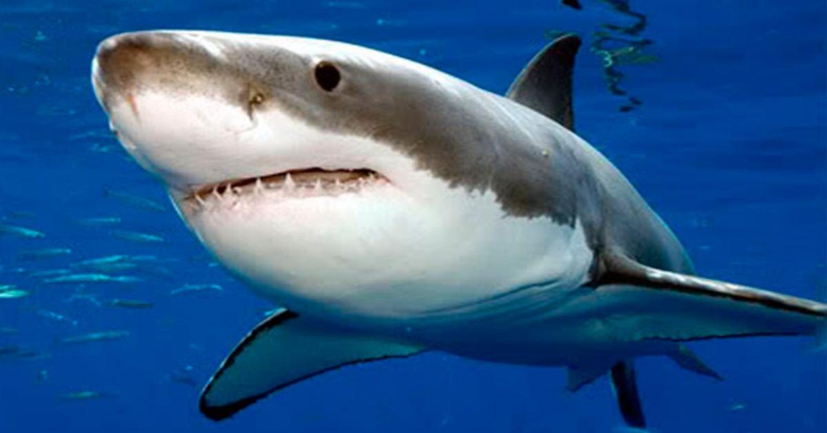 Exquisite image of Great White Shark, in Indonesia known as Hiu Putih Besar.