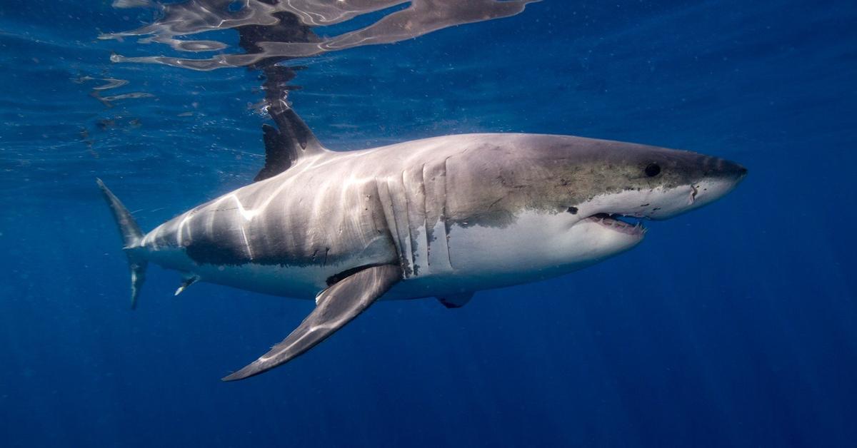 Close encounter with the Great White Shark, scientifically called Carcharodon carcharias.