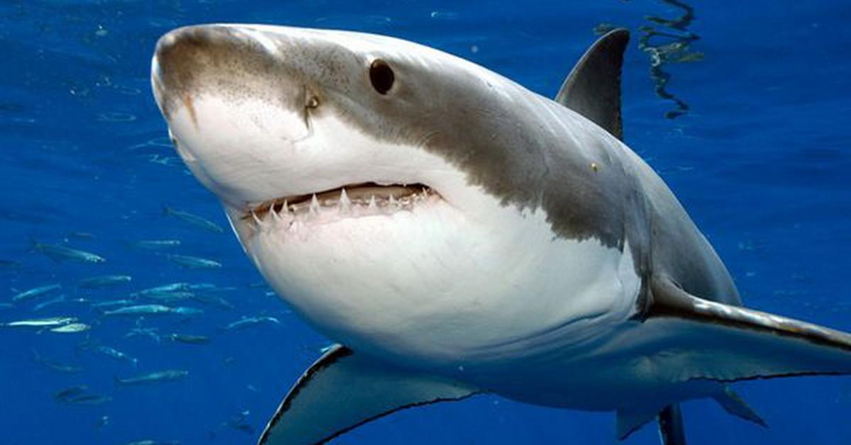 Striking appearance of the Great White Shark, known in scientific circles as Carcharodon carcharias.