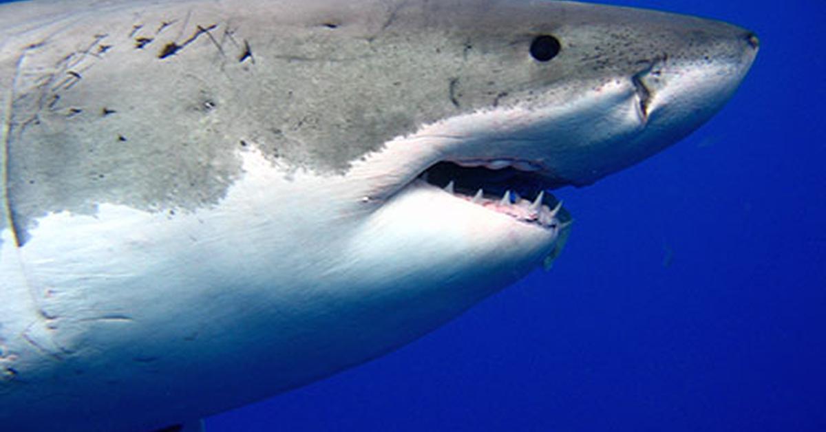 The majestic Great White Shark, also called Hiu Putih Besar in Indonesia, in its glory.