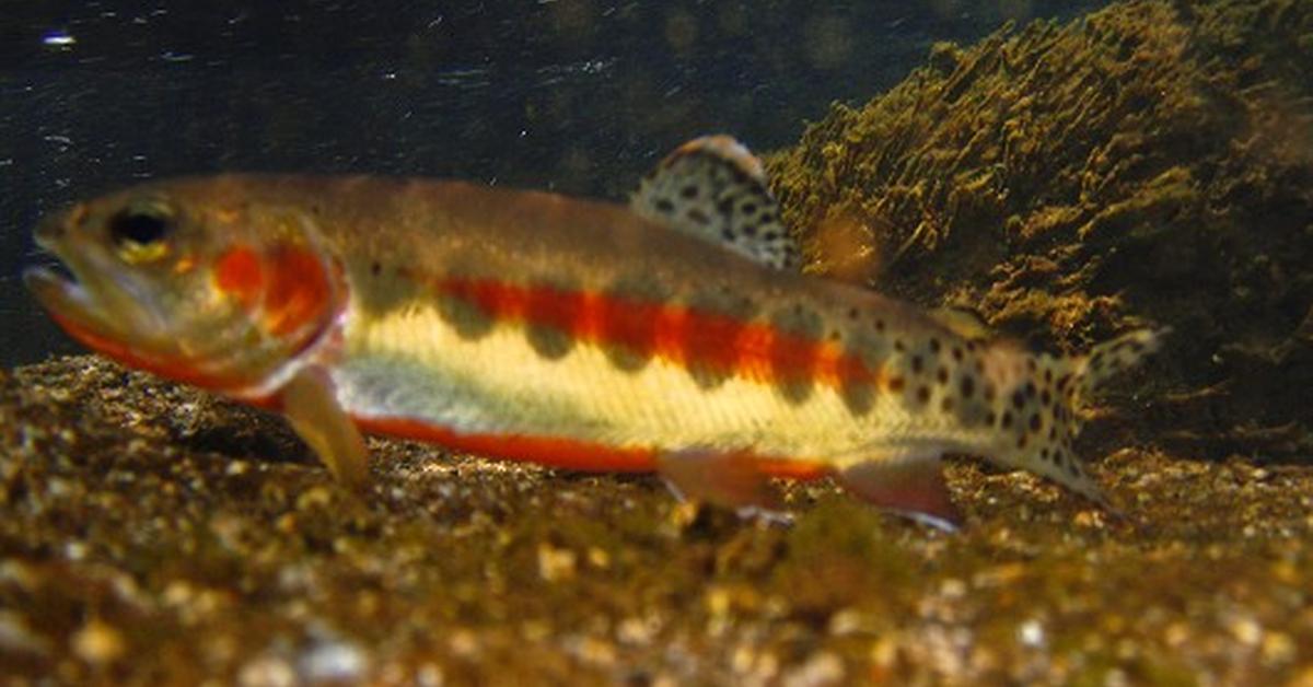 Distinctive Golden Trout, in Indonesia known as Ikan Trout Emas, captured in this image.