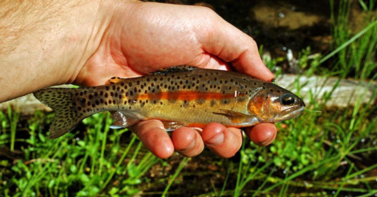 Splendid image of the Golden Trout, with the scientific name Oncorhynchus aguabonita.