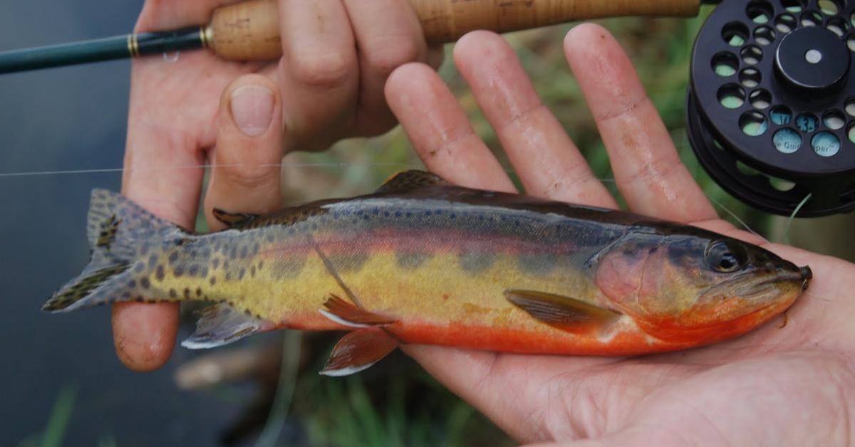 Exquisite image of Golden Trout, in Indonesia known as Ikan Trout Emas.