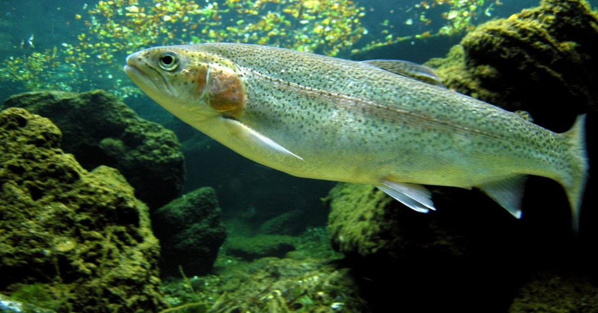 Image showcasing the Golden Trout, known in Indonesia as Ikan Trout Emas.