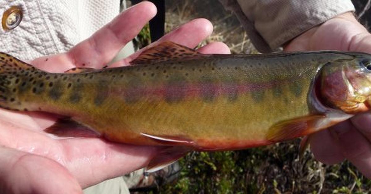 Exquisite image of Golden Trout, in Indonesia known as Ikan Trout Emas.