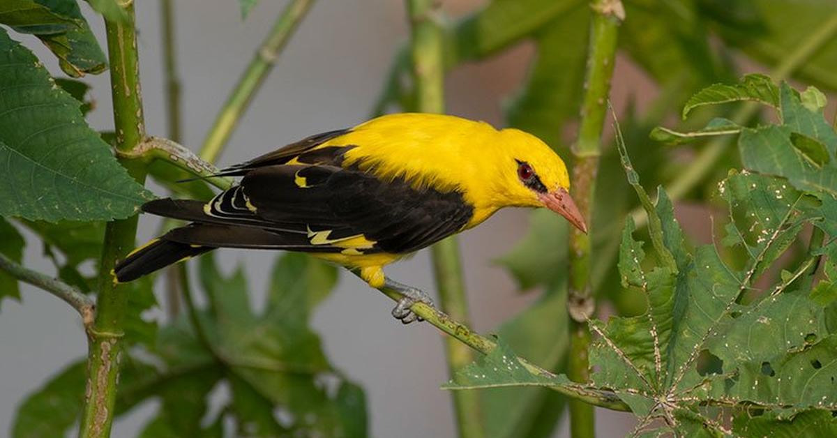 Unique portrayal of the Golden Oriole, also called Burung Kicau Emas in Bahasa Indonesia.