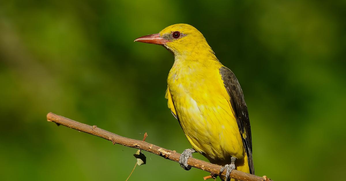 Elegant portrayal of the Golden Oriole, also known as Oriolus oriolus.