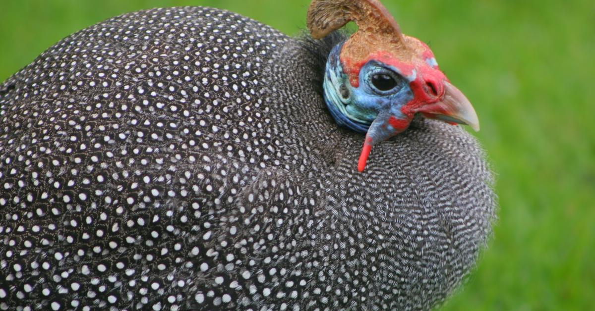 The Guinea Fowl, a beautiful species also known as Burung Guine in Bahasa Indonesia.