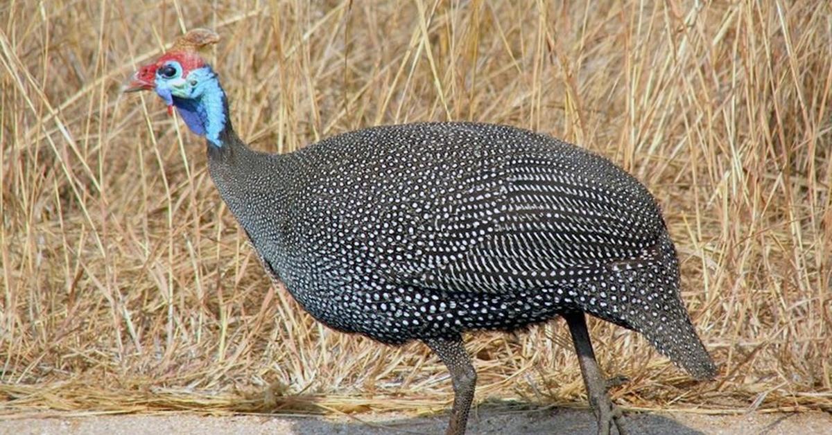 Graceful Guinea Fowl, a creature with the scientific name Passeridae.