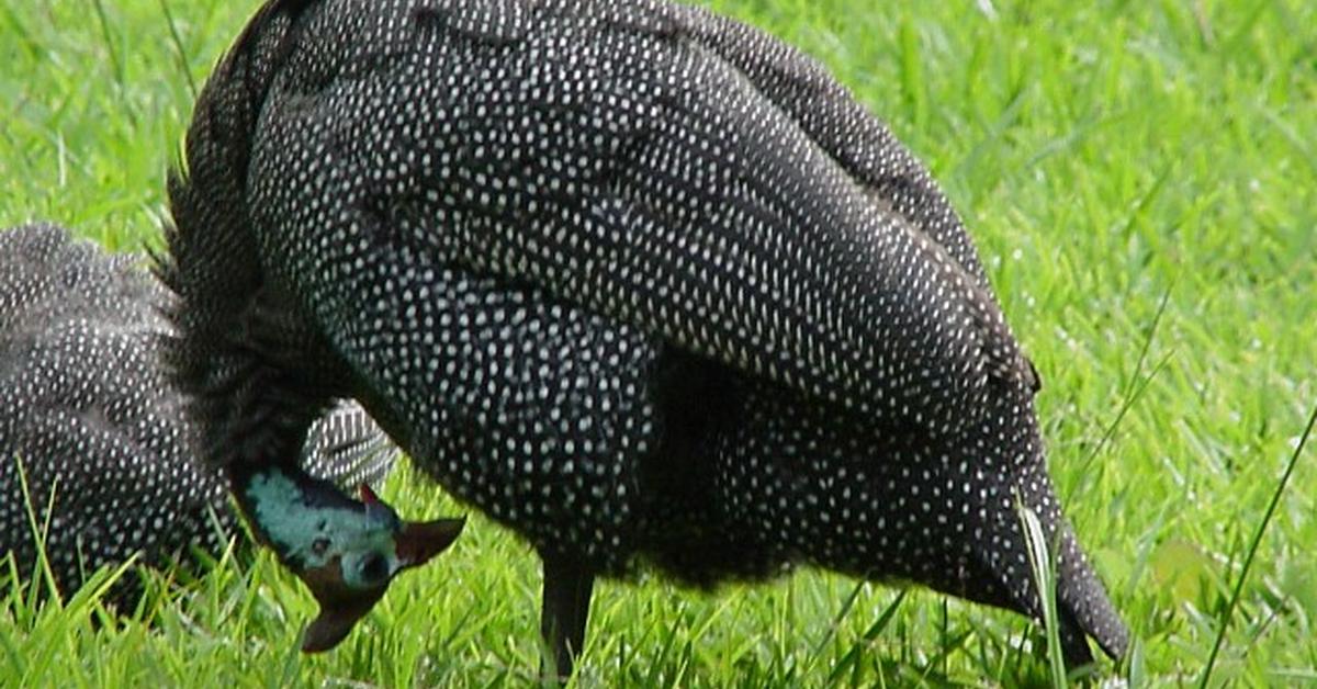 Stunning image of the Guinea Fowl (Passeridae), a wonder in the animal kingdom.